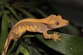 Vitorlás gekkó (Correlophus ciliatus)